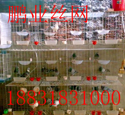 规模大的新型鸽子笼生产厂家倾情推荐_新型鸽子笼