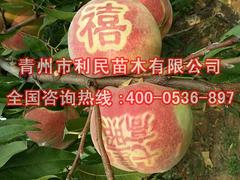 购买映霜红晚熟毛桃新品种就选青州利民苗木 晚熟毛桃可信赖